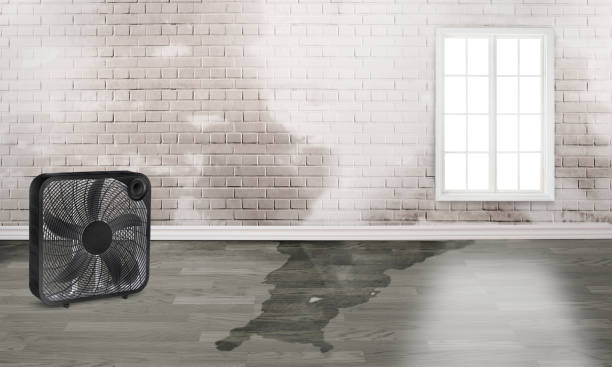 Best Fire Damage Restoration  in Tladega, AL